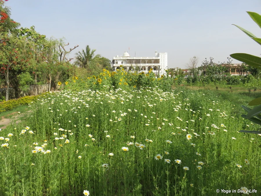 magueritas and sunflowers on west border of Shiv Bagh 72dpi 1200 wm